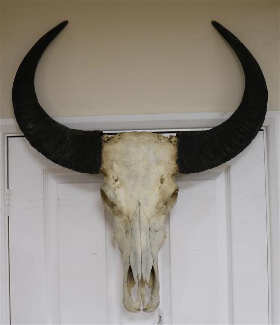 A bison skull and horns